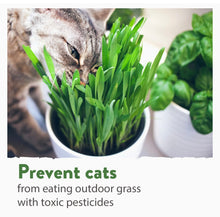 Load image into Gallery viewer, Cat Grass Seeds