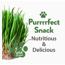Load image into Gallery viewer, Cat Grass Seeds