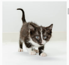 Load image into Gallery viewer, KittyLac - Milk Replacer Kittens