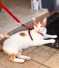 Load image into Gallery viewer, PETSAFE harness and leash
