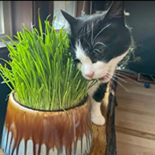 Load image into Gallery viewer, Cat Grass Seeds