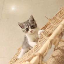 Load image into Gallery viewer, Wooden cat hammock
