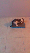 Load and play video in Gallery viewer, Cat scratching pad (with catnip)
