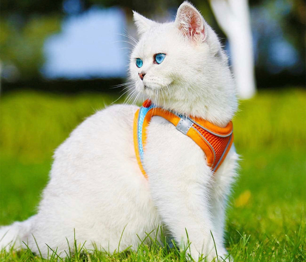 Cat Harness + Leash: Orange